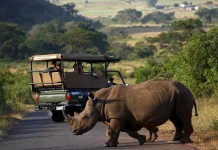 The Big Five and Other Iconic Wildlife in Hluhluwe-iMfolozi Park